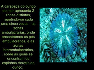 A carapaça do ouriçoA carapaça do ouriço
do mar apresenta 2do mar apresenta 2
zonas distintas,zonas distintas,
repetindo-se cadarepetindo-se cada
uma cinco vezes - asuma cinco vezes - as
zonaszonas
ambulacrárias, ondeambulacrárias, onde
encontramos os pésencontramos os pés
ambulacrários, e asambulacrários, e as
zonaszonas
interambulacrárias,interambulacrárias,
sobre as quais sesobre as quais se
encontram osencontram os
espinhos móveis doespinhos móveis do
ouriço.ouriço.
 