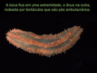 A boca fica em uma extremidade, o ânus na outra,A boca fica em uma extremidade, o ânus na outra,
rodeada por tentáculos que são pés ambulacrários.rodeada por tentáculos que são pés ambulacrários.
 