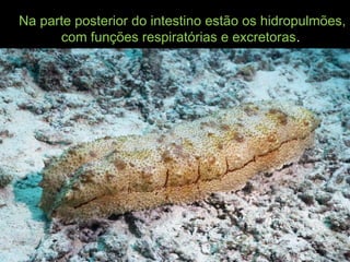 Na parte posterior do intestino estão os hidropulmões,Na parte posterior do intestino estão os hidropulmões,
com funções respiratórias e excretorascom funções respiratórias e excretoras..
 