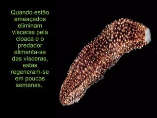 Quando estãoQuando estão
ameaçadosameaçados
eliminameliminam
vísceras pelavísceras pela
cloaca e ocloaca e o
predadorpredador
alimenta-sealimenta-se
das vísceras,das vísceras,
estasestas
regeneram-seregeneram-se
em poucasem poucas
semanassemanas..
 