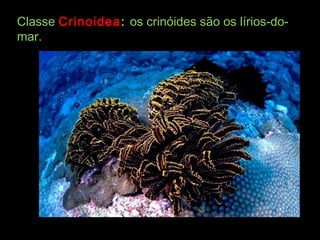 ClasseClasse CrinoideaCrinoidea:: os crinóides são os lírios-do-os crinóides são os lírios-do-
mar.mar.
 