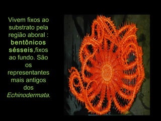 Vivem fixos aoVivem fixos ao
substrato pelasubstrato pela
região aboral :região aboral :
bentônicosbentônicos
sésseissésseis,fixos,fixos
ao fundo. Sãoao fundo. São
osos
representantesrepresentantes
mais antigosmais antigos
dosdos
EchinodermataEchinodermata..
 