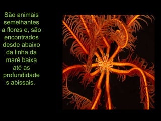 São animaisSão animais
semelhantessemelhantes
a flores e, sãoa flores e, são
encontradosencontrados
desde abaixodesde abaixo
da linha dada linha da
maré baixamaré baixa
até asaté as
profundidadeprofundidade
s abissais.s abissais.
 