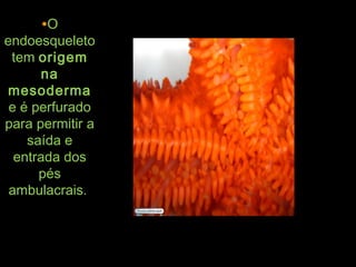 •OO
endoesqueletoendoesqueleto
temtem origemorigem
nana
mesodermamesoderma
e é perfuradoe é perfurado
para permitir apara permitir a
saída esaída e
entrada dosentrada dos
péspés
ambulacrais.ambulacrais.
 