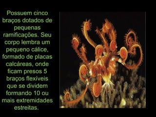 Possuem cincoPossuem cinco
braços dotados debraços dotados de
pequenaspequenas
ramificações. Seuramificações. Seu
corpo lembra umcorpo lembra um
pequeno cálice,pequeno cálice,
formado de placasformado de placas
calcáreas, ondecalcáreas, onde
ficam presos 5ficam presos 5
braços flexíveisbraços flexíveis
que se dividemque se dividem
formando 10 ouformando 10 ou
mais extremidadesmais extremidades
estreitas.estreitas.
 
