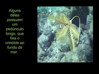 AlgunsAlguns
delesdeles
possuempossuem
umum
pedúnculopedúnculo
longo, quelongo, que
fixa ofixa o
crinóide aocrinóide ao
fundo dofundo do
mar.mar.
 
