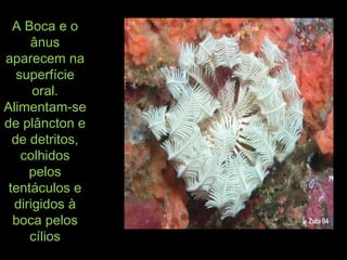 A Boca e oA Boca e o
ânusânus
aparecem naaparecem na
superfíciesuperfície
oral.oral.
Alimentam-seAlimentam-se
de plâncton ede plâncton e
de detritos,de detritos,
colhidoscolhidos
pelospelos
tentáculos etentáculos e
dirigidos àdirigidos à
boca pelosboca pelos
cílioscílios
 