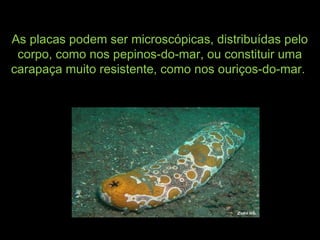 As placas podem ser microscópicas, distribuídas peloAs placas podem ser microscópicas, distribuídas pelo
corpo, como nos pepinos-do-mar, ou constituir umacorpo, como nos pepinos-do-mar, ou constituir uma
carapaça muito resistente, como nos ouriços-do-mar.carapaça muito resistente, como nos ouriços-do-mar.
 