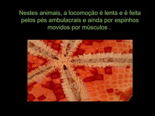 Nestes animais, a locomoção é lenta e é feitaNestes animais, a locomoção é lenta e é feita
pelos pés ambulacrais e ainda por espinhospelos pés ambulacrais e ainda por espinhos
movidos por músculos .movidos por músculos .
 