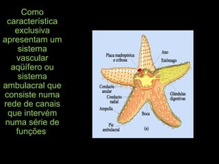 Como
característica
exclusiva
apresentam um
sistema
vascular
aqüífero ou
sistema
ambulacral que
consiste numa
rede de canais
que intervém
numa série de
funções
 
