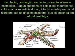 circulação, respiração, excreção, proteção interna ecirculação, respiração, excreção, proteção interna e
locomoção. A água que penetra pela placa madrepórica,locomoção. A água que penetra pela placa madrepórica,
colocada na superfície dorsal, é transportada pelo canalcolocada na superfície dorsal, é transportada pelo canal
hidróforo, até ao anel ambulacrário, que se encontra emhidróforo, até ao anel ambulacrário, que se encontra em
redor do esôfago.redor do esôfago.
 