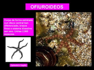 OFIUROIDEOS
Corpo de forma estrelada
cun disco central ben
diferenciado, brazos
finos e sistema dixestivo
sen ano. Unhas 2.000
especies.

Ophiothrix fragilis

 