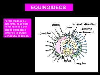 EQUINOIDEOS
Forma globosa ou
aplanada, esqueleto
ríxido formado por
placas soldadas e
cubertas de pugas.
Unhas 950 especies.

 