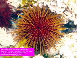 Ourizo de mar (Paracentrotus lividus).
Equinodermo que vive nos fondos rochosos
costeiros ata 50 m de profundidade,
xeralmente formando grupos.

 