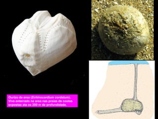 Ourizo de area (Echinocardium cordatum).
Vive enterrado na area nas praias de costas
expostas ata os 200 m de profundidade.

 