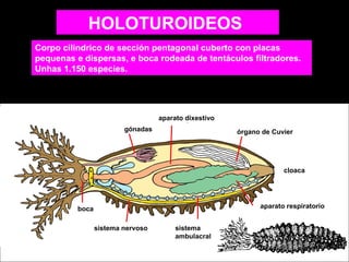 HOLOTUROIDEOS
Corpo cilíndrico de sección pentagonal cuberto con placas
pequenas e dispersas, e boca rodeada de tentáculos filtradores.
Unhas 1.150 especies.

aparato dixestivo
gónadas

órgano de Cuvier

cloaca

aparato respiratorio

boca
sistema nervoso

sistema
ambulacral

 
