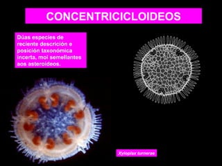 CONCENTRICICLOIDEOS
Dúas especies de
reciente descrición e
posición taxonómica
incerta, moi semellantes
aos asteroideos.

Xyloplax turnerae

 