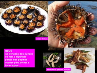 ourizo de mar

USOS
As gónadas dos ourizos
de mar e algunhas
partes dos pepinos
úsanse para comer e
facer sopas.
espardeñas (pepinos de mar)

 