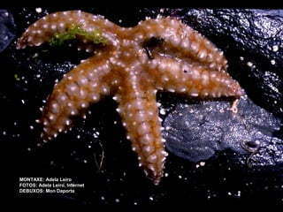 MONTAXE: Adela Leiro
FOTOS: Adela Leiro, Internet
DEBUXOS: Mon Daporta

 