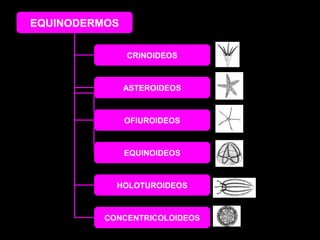 EQUINODERMOS
CRINOIDEOS

ASTEROIDEOS

OFIUROIDEOS

EQUINOIDEOS

HOLOTUROIDEOS

CONCENTRICOLOIDEOS

 