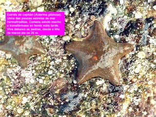 Estrela de capitán (Asterina gibbosa).
Unha das poucas estrelas de mar
hermafroditas. Comeza sendo macho
e transfórmase en femia máis tarde.
Vive debaixo as pedras, desde a liña
de marea ata os 20 m.

 