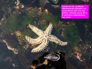 Estrela de mar, gradicela
(Marthasterias glacialis). Un
equinodermo que vive nos
fondos rochosos ata os 50 m.
É carnívora e depredadora
moi voraz.

 