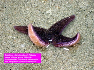 Gradicela (Asteria rubens). Atópase
desde o litoral ata os 200 m de
profundidade. É un activo depredador
nos parques de cultivo de moluscos.

 