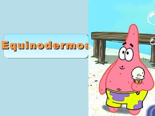 EquinodermosEquinodermos
