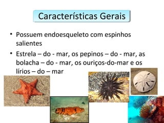 Características Gerais
• Possuem endoesqueleto com espinhos
salientes
• Estrela – do - mar, os pepinos – do - mar, as
bolacha – do - mar, os ouriços-do-mar e os
lírios – do – mar