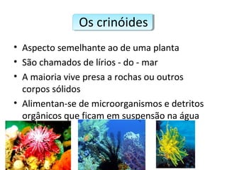 Os crinóides
• Aspecto semelhante ao de uma planta
• São chamados de lírios - do - mar
• A maioria vive presa a rochas ou outros
corpos sólidos
• Alimentan-se de microorganismos e detritos
orgânicos que ficam em suspensão na água