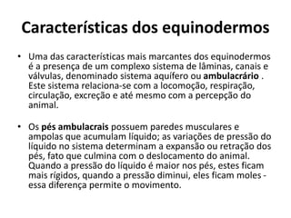 Características dos equinodermos
• Uma das características mais marcantes dos equinodermos
é a presença de um complexo sistema de lâminas, canais e
válvulas, denominado sistema aquífero ou ambulacrário .
Este sistema relaciona-se com a locomoção, respiração,
circulação, excreção e até mesmo com a percepção do
animal.
• Os pés ambulacrais possuem paredes musculares e
ampolas que acumulam líquido; as variações de pressão do
líquido no sistema determinam a expansão ou retração dos
pés, fato que culmina com o deslocamento do animal.
Quando a pressão do líquido é maior nos pés, estes ficam
mais rígidos, quando a pressão diminui, eles ficam moles -
essa diferença permite o movimento.
 
