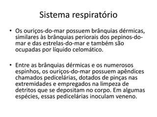 Sistema respiratório
• Os ouriços-do-mar possuem brânquias dérmicas,
similares às brânquias periorais dos pepinos-do-
mar e das estrelas-do-mar e também são
ocupadas por líquido celomático.
• Entre as brânquias dérmicas e os numerosos
espinhos, os ouriços-do-mar possuem apêndices
chamados pedicelárias, dotados de pinças nas
extremidades e empregados na limpeza de
detritos que se depositam no corpo. Em algumas
espécies, essas pedicelárias inoculam veneno.
 