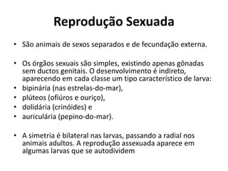Reprodução Sexuada
• São animais de sexos separados e de fecundação externa.
• Os órgãos sexuais são simples, existindo apenas gônadas
sem ductos genitais. O desenvolvimento é indireto,
aparecendo em cada classe um tipo característico de larva:
• bipinária (nas estrelas-do-mar),
• plúteos (ofiúros e ouriço),
• dolidária (crinóides) e
• auriculária (pepino-do-mar).
• A simetria é bilateral nas larvas, passando a radial nos
animais adultos. A reprodução assexuada aparece em
algumas larvas que se autodividem
 
