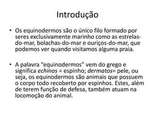 Introdução
• Os equinodermos são o único filo formado por
seres exclusivamente marinho como as estrelas-
do-mar, bolachas-do-mar e ouriços-do-mar, que
podemos ver quando visitamos alguma praia.
• A palavra “equinodermos” vem do grego e
significa echinos = espinho; dermatos= pele, ou
seja, os equinodermos são animais que possuem
o corpo todo recoberto por espinhos. Estes, além
de terem função de defesa, também atuam na
locomoção do animal.
 