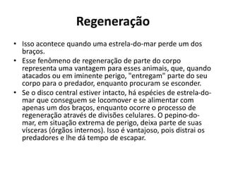 Regeneração
• Isso acontece quando uma estrela-do-mar perde um dos
braços.
• Esse fenômeno de regeneração de parte do corpo
representa uma vantagem para esses animais, que, quando
atacados ou em iminente perigo, "entregam" parte do seu
corpo para o predador, enquanto procuram se esconder.
• Se o disco central estiver intacto, há espécies de estrela-do-
mar que conseguem se locomover e se alimentar com
apenas um dos braços, enquanto ocorre o processo de
regeneração através de divisões celulares. O pepino-do-
mar, em situação extrema de perigo, deixa parte de suas
vísceras (órgãos internos). Isso é vantajoso, pois distrai os
predadores e lhe dá tempo de escapar.
 