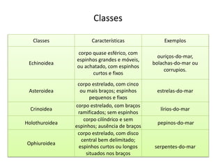 Classes
Classes Características Exemplos
Echinoidea
corpo quase esférico, com
espinhos grandes e móveis,
ou achatado, com espinhos
curtos e fixos
ouriços-do-mar,
bolachas-do-mar ou
corrupios.
Asteroidea
corpo estrelado, com cinco
ou mais braços; espinhos
pequenos e fixos
estrelas-do-mar
Crinoidea
corpo estrelado, com braços
ramificados; sem espinhos
lírios-do-mar
Holothuroidea
corpo cilíndrico e sem
espinhos; ausência de braços
pepinos-do-mar
Ophiuroidea
corpo estrelado, com disco
central bem delimitado;
espinhos curtos ou longos
situados nos braços
serpentes-do-mar
 
