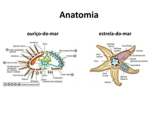 Anatomia
ouriço-do-mar estrela-do-mar
 