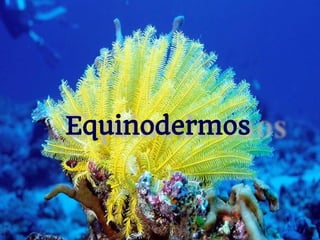 Equinodermos  