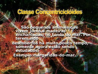 ClasseConcentriciclóides 
Sãopequenosanimaisquevivemjuntoamadeirasencharcadas,nofundodomar.Porteremsido 
descobertoshámuitopoucotempo, somenteagoraestãosendoestudados. 
Exemplo:margaridas-do-mar.  