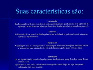 Locomoção 
Sualocomoçãosedácomoauxíliodosistemaambulacrário,quefuncionacomapressãodááguaquecirculadentrodetubosqueficaminterligadosaospés(encontradosaospares). 
Excreção 
Aeliminaçãodeexcretaséfacilitadapelosistemaambulacrário,peloqualcirculaaáguanocorpodosequinodermos. 
Respiração 
Arespiração-istoé,atrocagasosa-érealizadaporminúsculasbrânquias,próximasàboca, etambémportodaaextensãodospésambulacrários,pelosquaiscirculaaágua. 
Circulação 
Háumlíquidoincolorquecirculapeloscanais,localizadosaolongodetodoocorpodessesanimais.Esse 
líquidorealizaumatarefasemelhanteàdosanguenonossocorpo,ouseja,transportarsubstânciasparatodoocorpo. 
Suascaracterísticassão:  