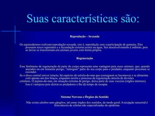 Reprodução –Sexuada 
Os equinodermos realizamreprodução sexuada, isto é, reprodução comaparticipação degametas. Eles possuemsexos separados eafecundação externaocorrenaágua. Seu desenvolvimento éindireto, pois as larvas setransformamemanimais jovens comformaprópria. 
Regeneração 
Essefenômenoderegeneraçãodepartedocorporepresentaumavantagemparaessesanimais,que,quandoatacadosouemiminenteperigo,"entregam"partedoseucorpoparaopredador,enquantoprocuramseesconder. 
Seo disco centralestiver intacto, háespécies deestrela-do-mar queconseguemselocomover esealimentar comapenas umdos braços, enquanto ocorreo processo deregeneração através dedivisões 
celulares. O pepino-do-mar, emsituação extremadeperigo, deixaparte desuas visceras (órgãos internos). 
Isso évantajoso pois distraios predadores elhedátempo deescapar. 
Sistema Nervoso eÓrgãos do Sentido 
Não existe cérebro nemgânglios, talcomo órgãos dos sentidos, demodo geral.Arecepção sensorialéfeita através decélulas não especializadas daepiderme. 
Suascaracterísticassão:  