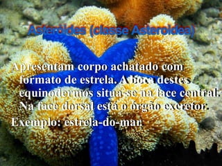 Apresentam corpo achatado com formato deestrela.Aboca destes equinodermos situa-sena facecentral. Na facedorsalestá o órgão excretor. 
Exemplo: estrela-do-mar. 
Asteróides(classeAsteroidea)  