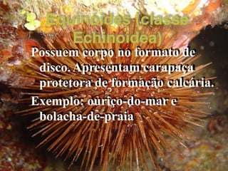 Possuemcorponoformatode disco.Apresentamcarapaça protetoradeformaçãocalcária. 
Exemplo:ouriço-do-mare bolacha-de-praia 
Equinóides(classeEchinoidea)  