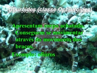 Apresentamcorpoachatado. Conseguemsemovimentaratravés domovimentodos braços. 
Exemplo:ofiúros 
OOffiiuurróóiiddeess((ccllaasssseeOOpphhiiuurrooiiddeeaa))  