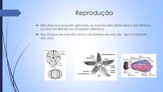 Reprodução
 São dioicos e possuem gônadas, os machos tem (testículos) e das fêmeas
(ovário) localizado na cavidade celômica;
 Nos Ouriços-do-mar são cinco, nas Estrelas-do-mar são dez e holotúrias
são uma.
 