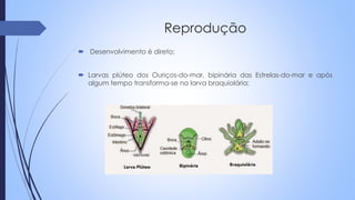 Reprodução
 Desenvolvimento é direto;
 Larvas plúteo dos Ouriços-do-mar, bipinária das Estrelas-do-mar e após
algum tempo transforma-se na larva braquiolária;
 