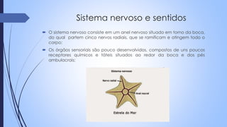 Sistema nervoso e sentidos
 O sistema nervoso consiste em um anel nervoso situado em torno da boca,
do qual partem cinco nervos radiais, que se ramificam e atingem todo o
corpo;
 Os órgãos sensoriais são pouco desenvolvidos, compostos de uns poucos
receptores químicos e táteis situados ao redor da boca e dos pés
ambulacrais;
 