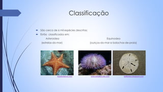  São cerca de 6 mil espécies descritas;
 Estão classificados em:
Asteroidea Equinodea
(estrelas-do-mar) (ouriços-do-mar e bolachas-de-praia)
hypescience.com www.brasilescola.com lariifariias.blogspot.com
 