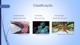 Classificação
Holothuroidea Crinoidea Ophiuroidea
(pepinos-do-mar) (lírios-do-mar) (serpentes-do-mar)
www.mundoeducacao.com soosloucossapiens.blogspot.com
zoologia-ii-ufes-turma-i.webnode.com
 