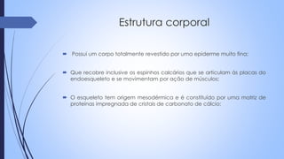  Possui um corpo totalmente revestido por uma epiderme muito fina;
 Que recobre inclusive os espinhos calcários que se articulam ás placas do
endoesqueleto e se movimentam por ação de músculos;
 O esqueleto tem origem mesodérmica e é constituído por uma matriz de
proteínas impregnada de cristais de carbonato de cálcio;
Estrutura corporal
 
